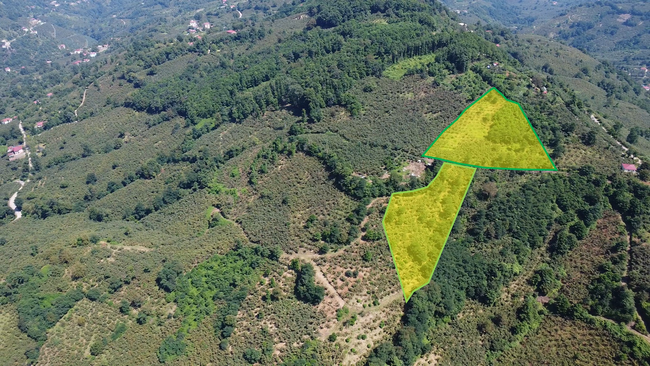 PERŞEMBE GÜZELYURTTA SATILIK 8 DÖNÜM FINDIK BAHÇESİ